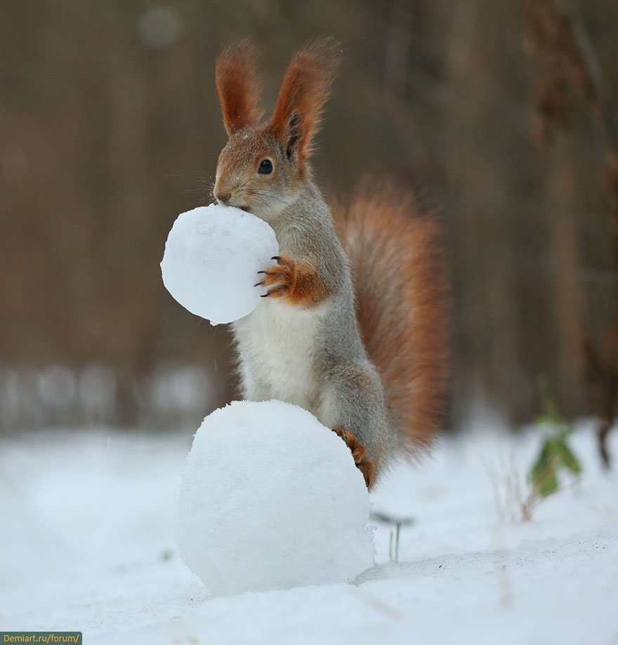 Белочки Вадим Трунов