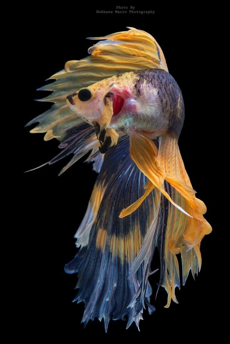 Экзотические рыбы