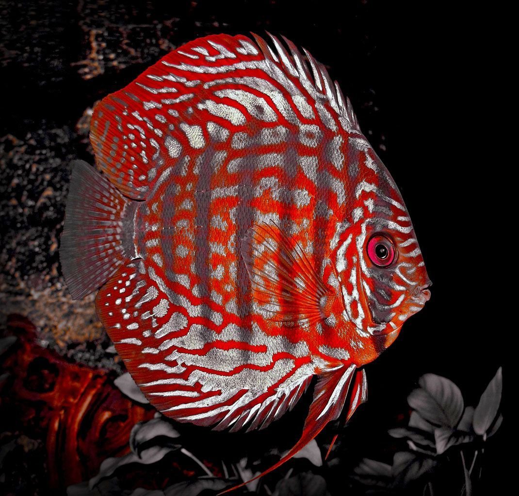 Красивые боевые рыбки