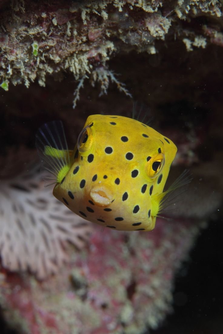 Платакс Пиннатус