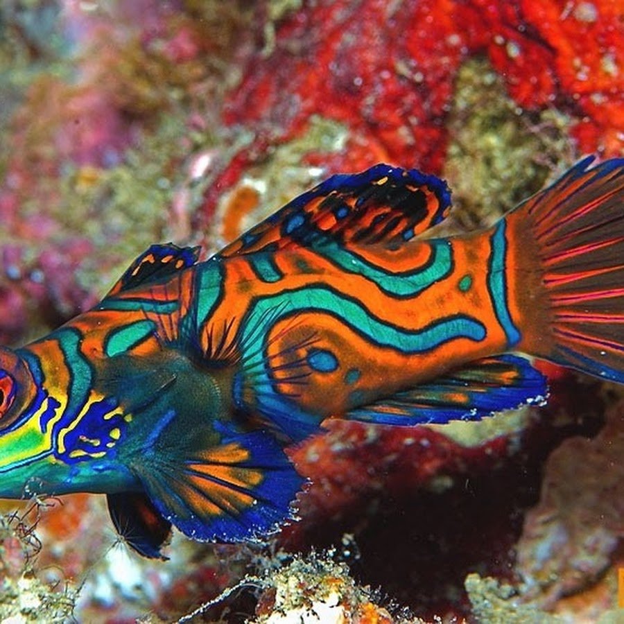 Экзотические глубоководные рыбы