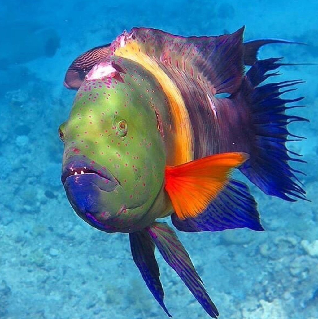 Карнавал подводных рыб