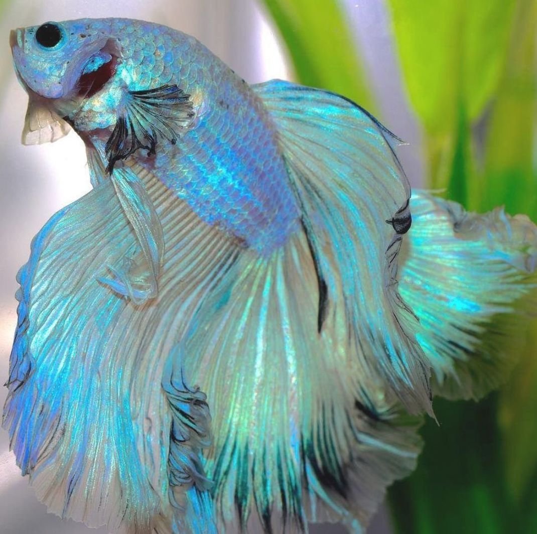 Fancy Halfmoon Betta (Betta splendens)
