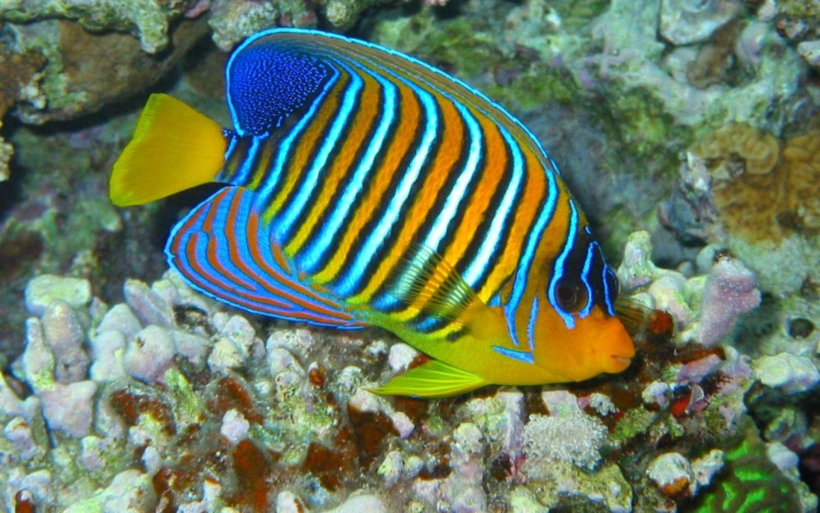 Аквариумная рыбка Павлин