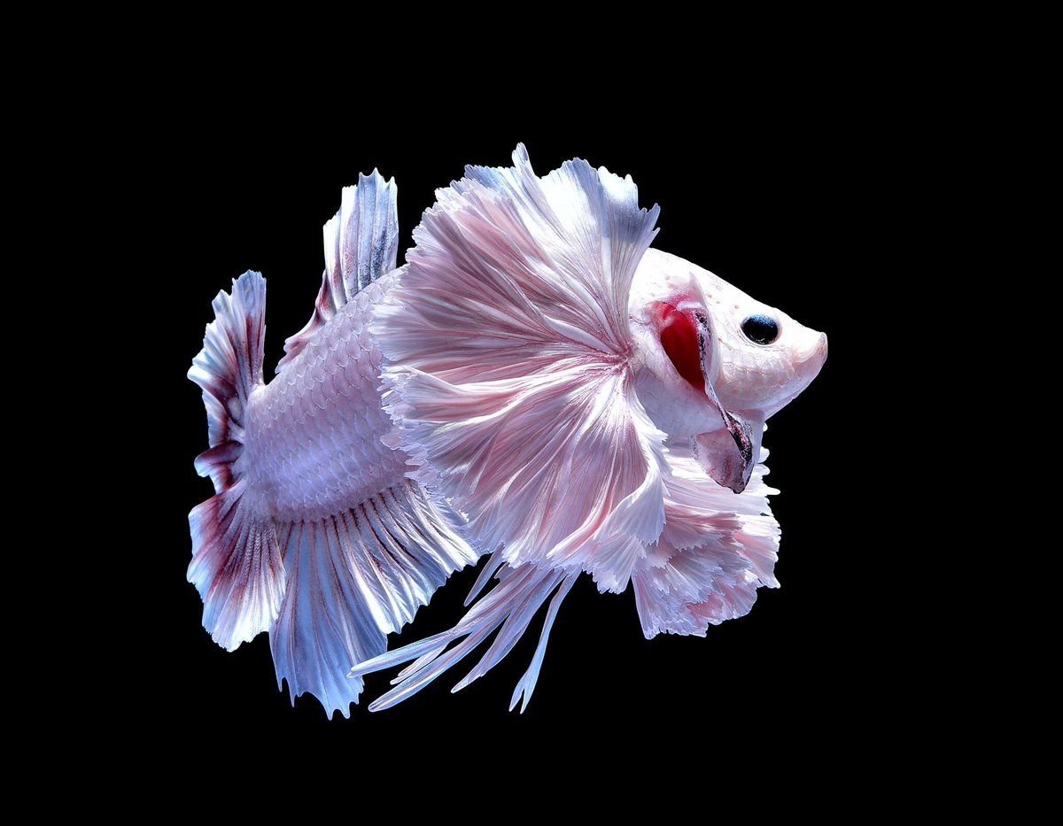 Картины художника Лиза Эриксон