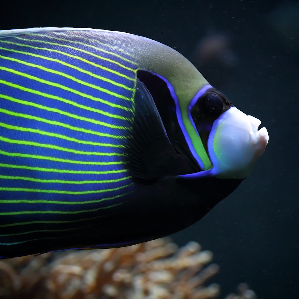 Водные животные