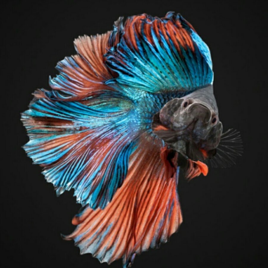 Длиннорылая рыба бабочка