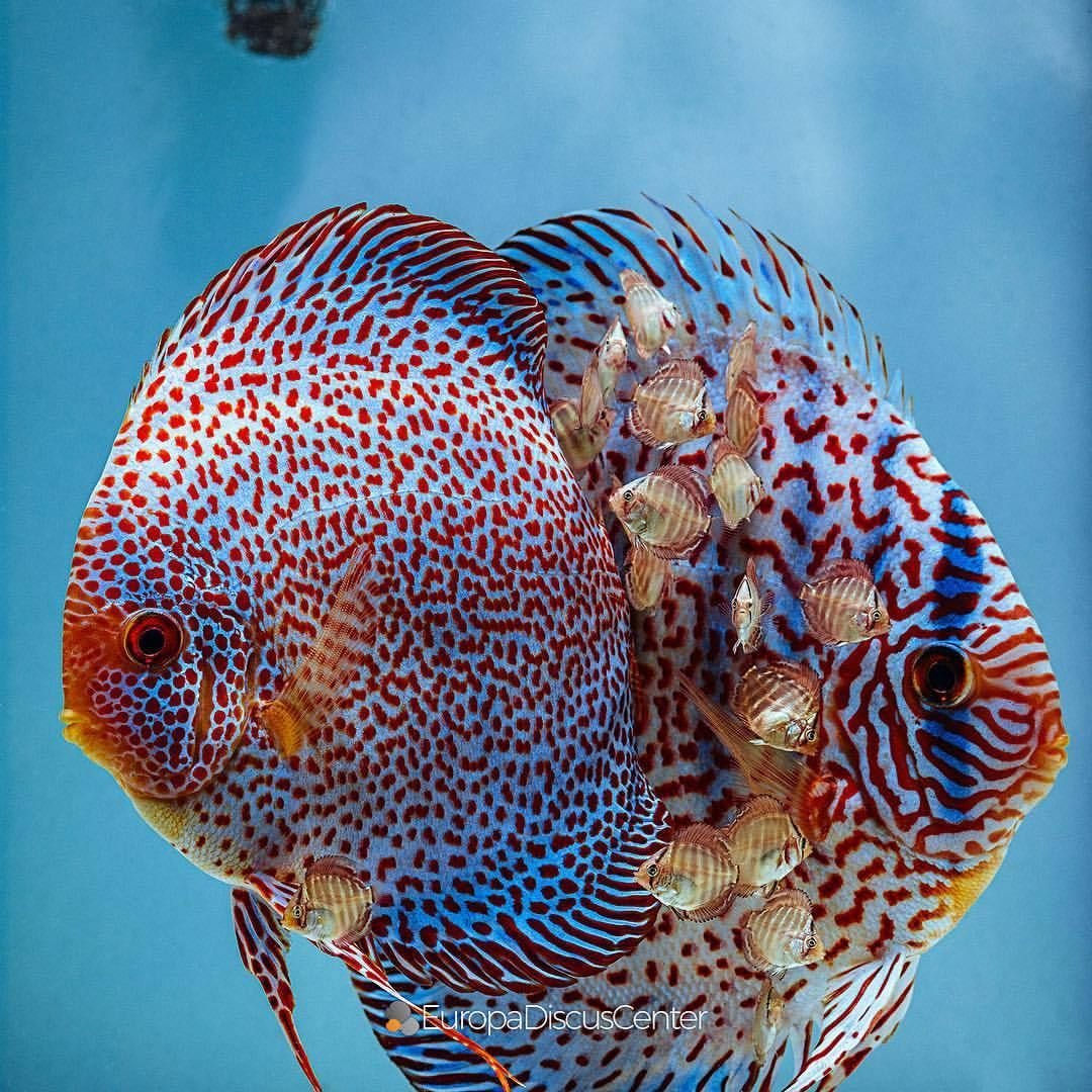 Оранда рыбка