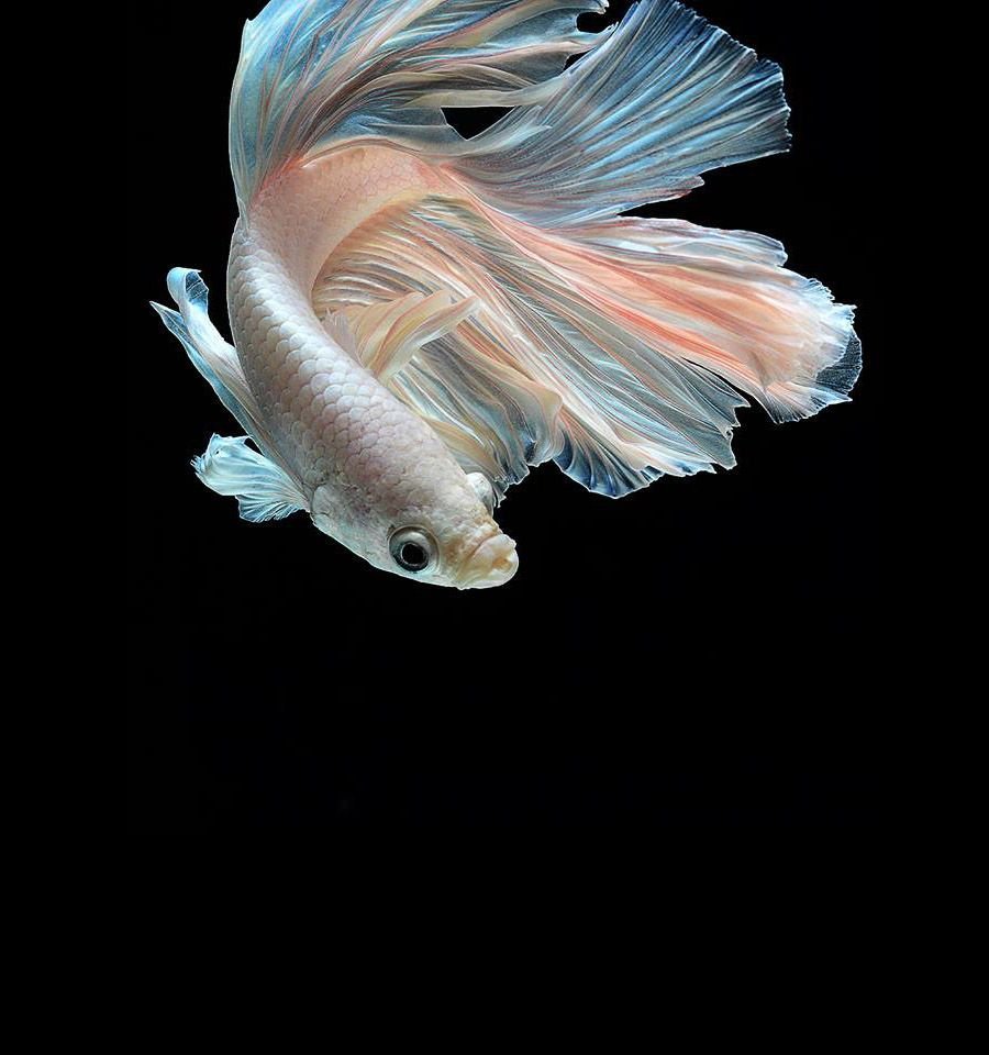 Морской петух рыба