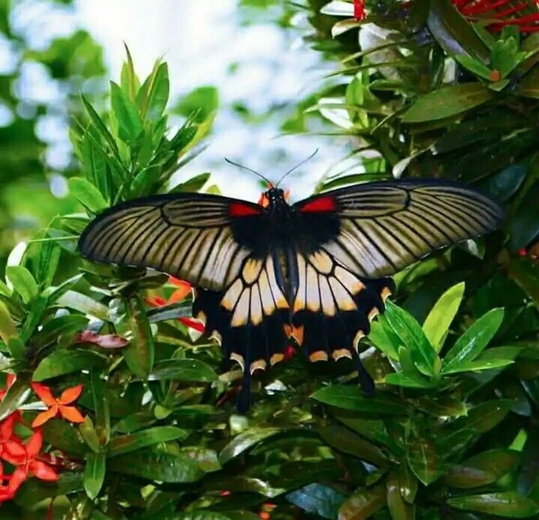 Бабочка Danaus genutia