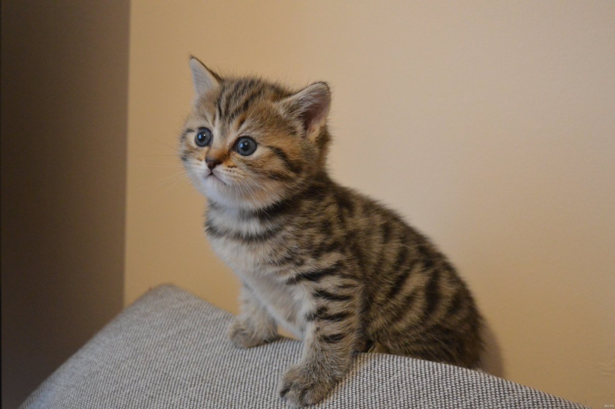 Скоттиш-фолд Шотландская