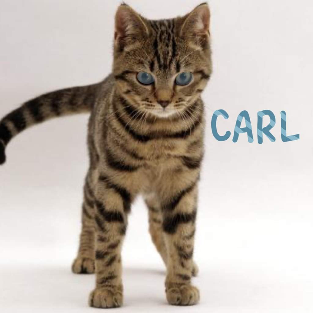 Британец Браун табби