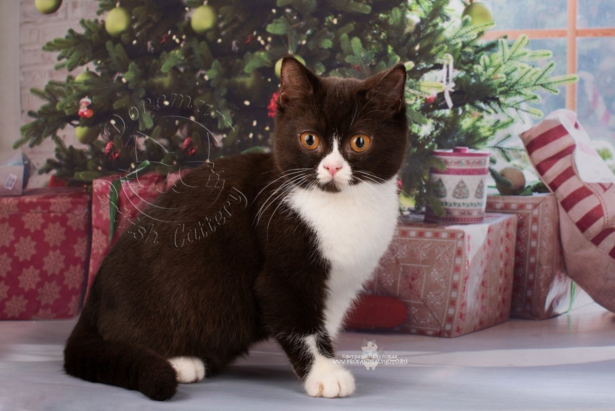 Бело шоколадный британец питомник