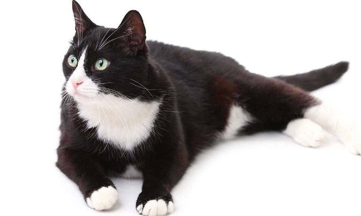 Коты чёрно белые на белом фоне