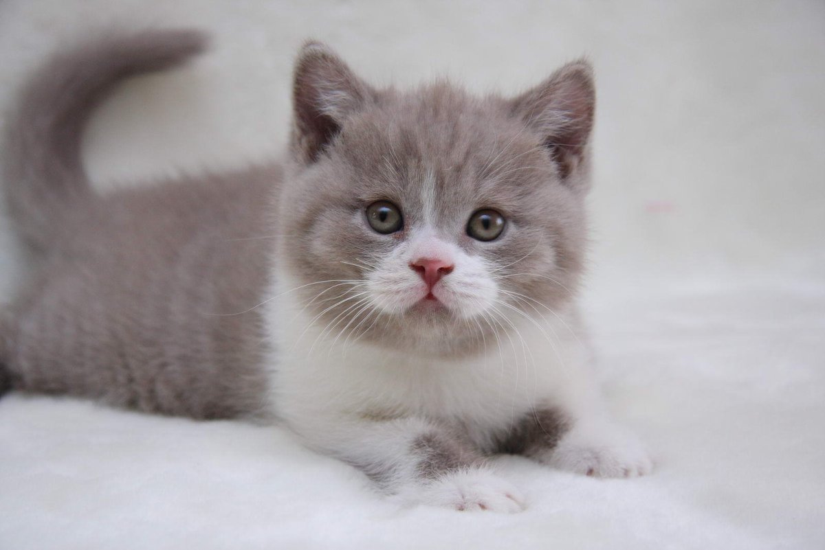 Кот британец биколор