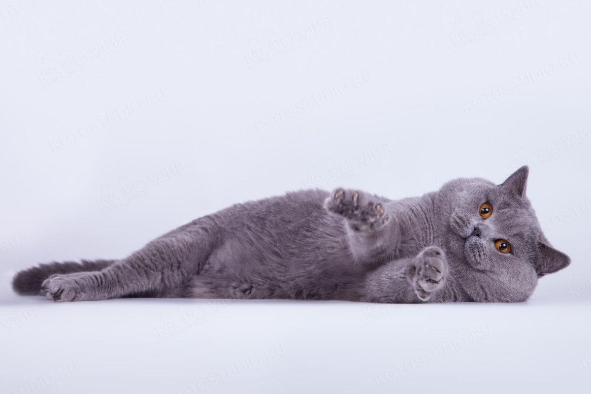 Британская кошка референс