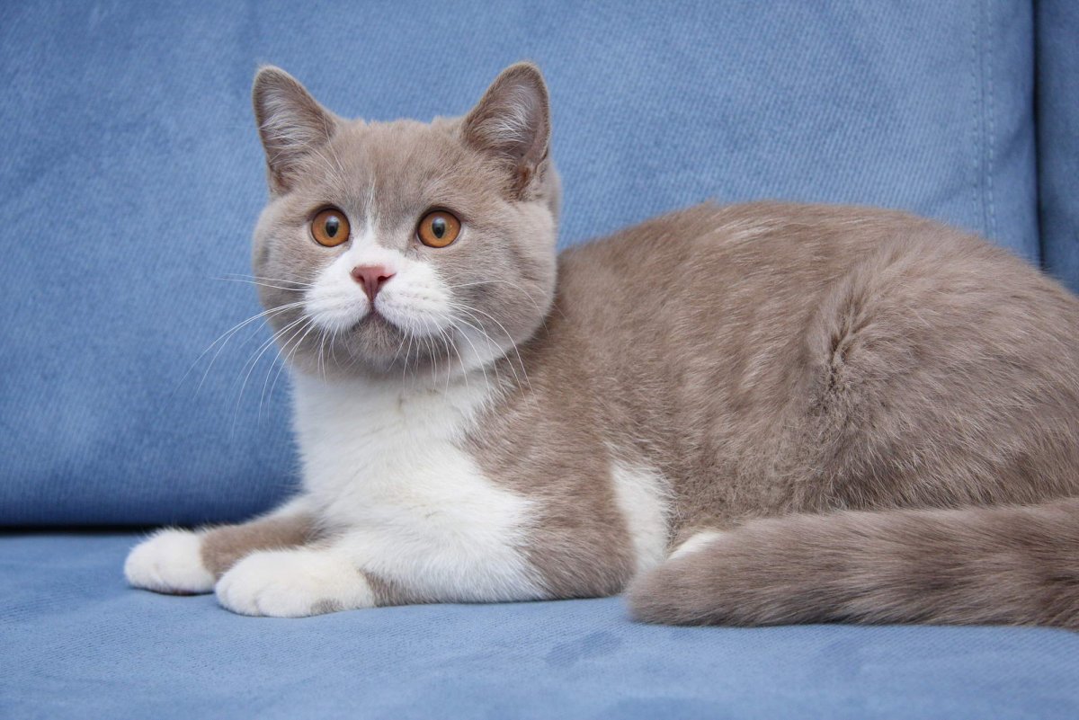 Британский Британская короткошерстная кошка окрас