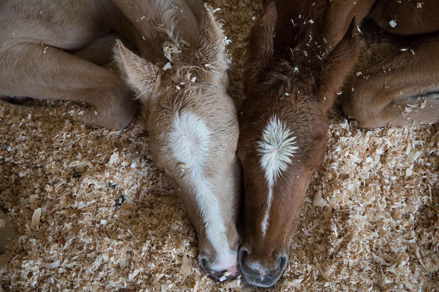 Сон лошадка. Спящие лошади. Спящий жеребенок.