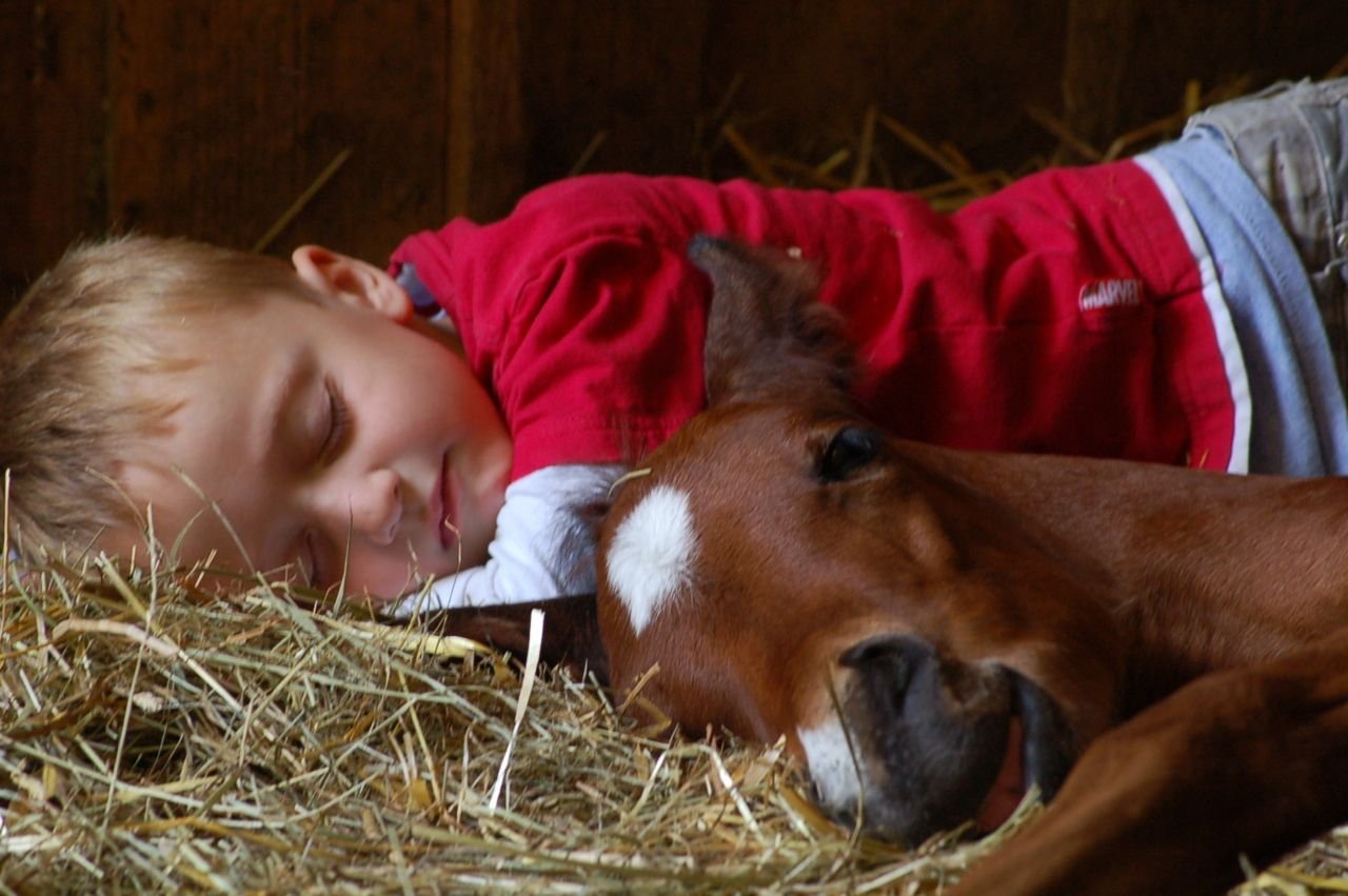 Сон лошадка. Жеребенок с человеком. Спящие лошади. Жеребенок для детей.