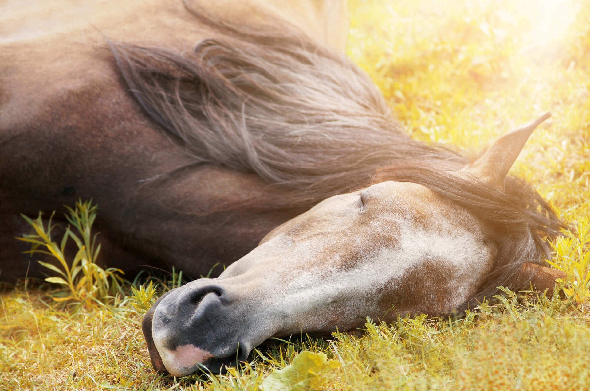 Сон лошадка. Лошадь лежит. Спящие лошади. Лежачая лошадь.