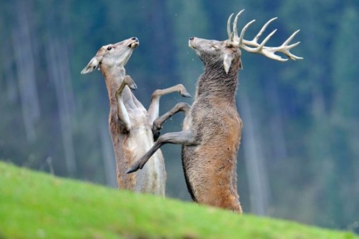 Два оленя дерутся