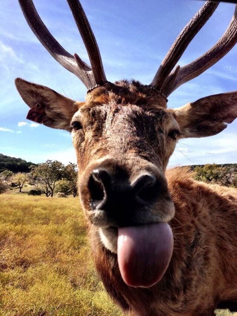 Прикольный олень