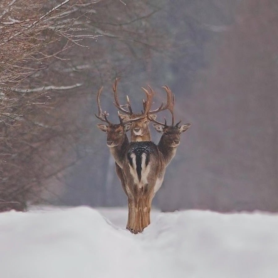 Летающий олень