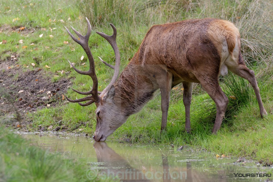 Олень пьет