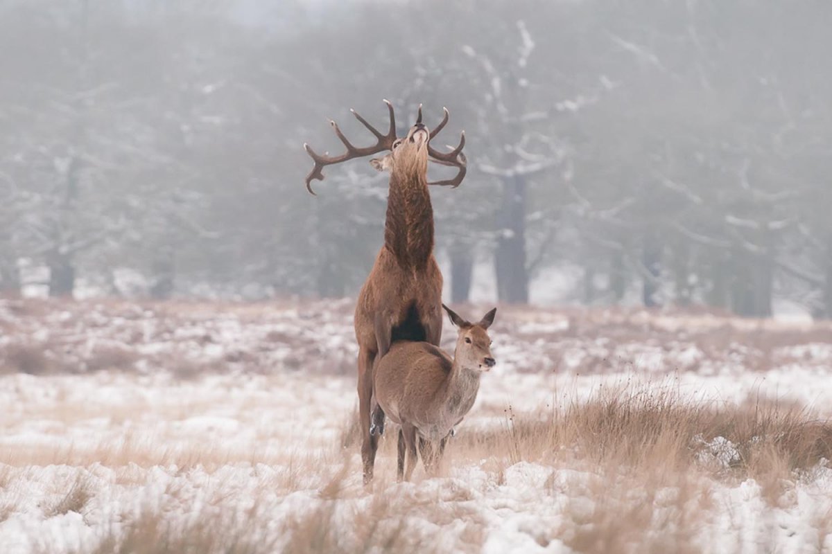 Спаривание оленей