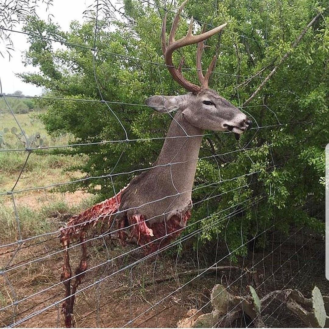Бешеный олень