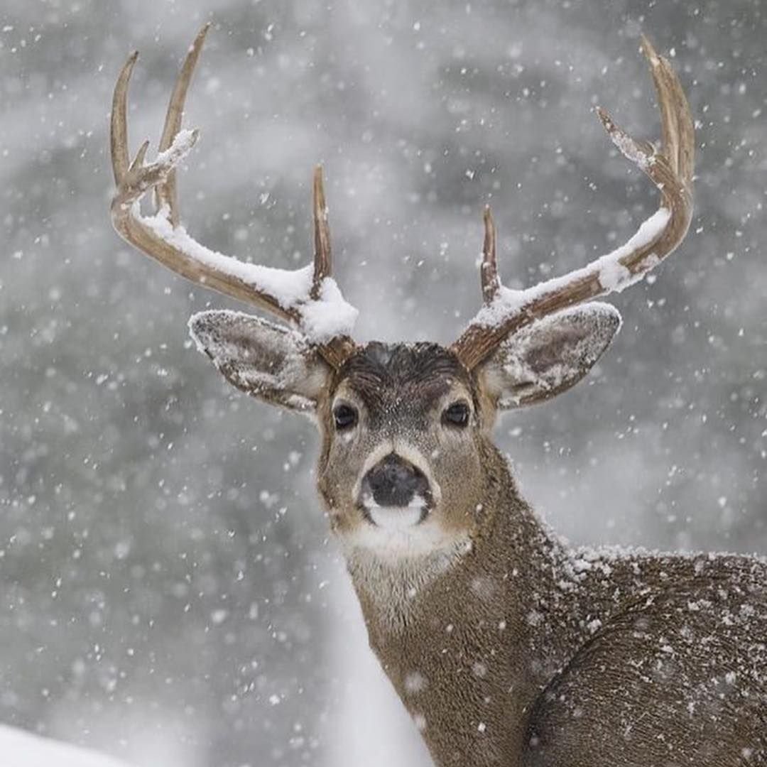 Зимний олень
