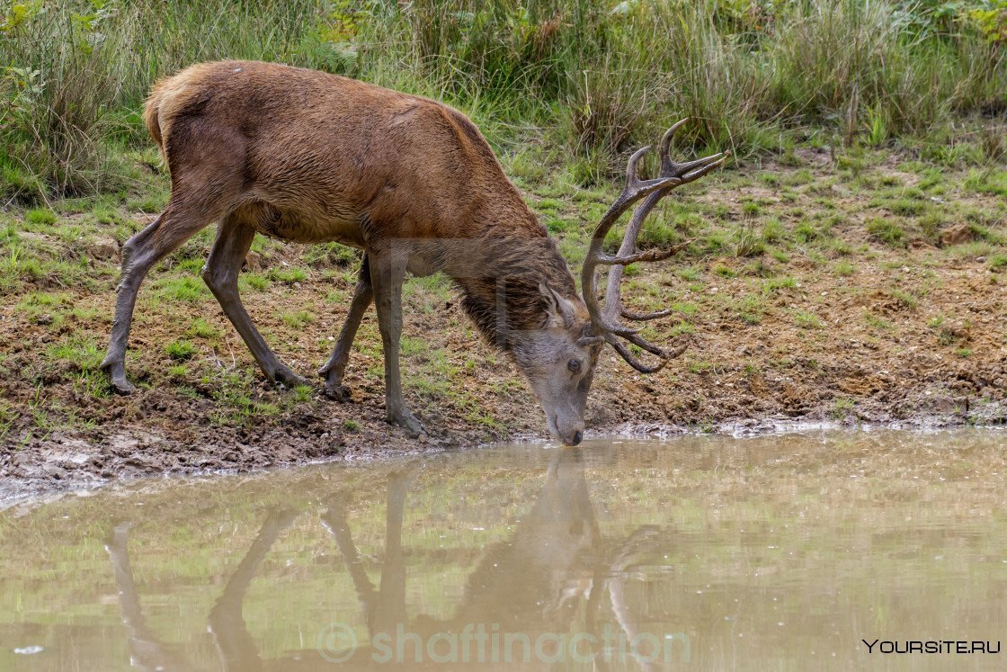 Олень пьет