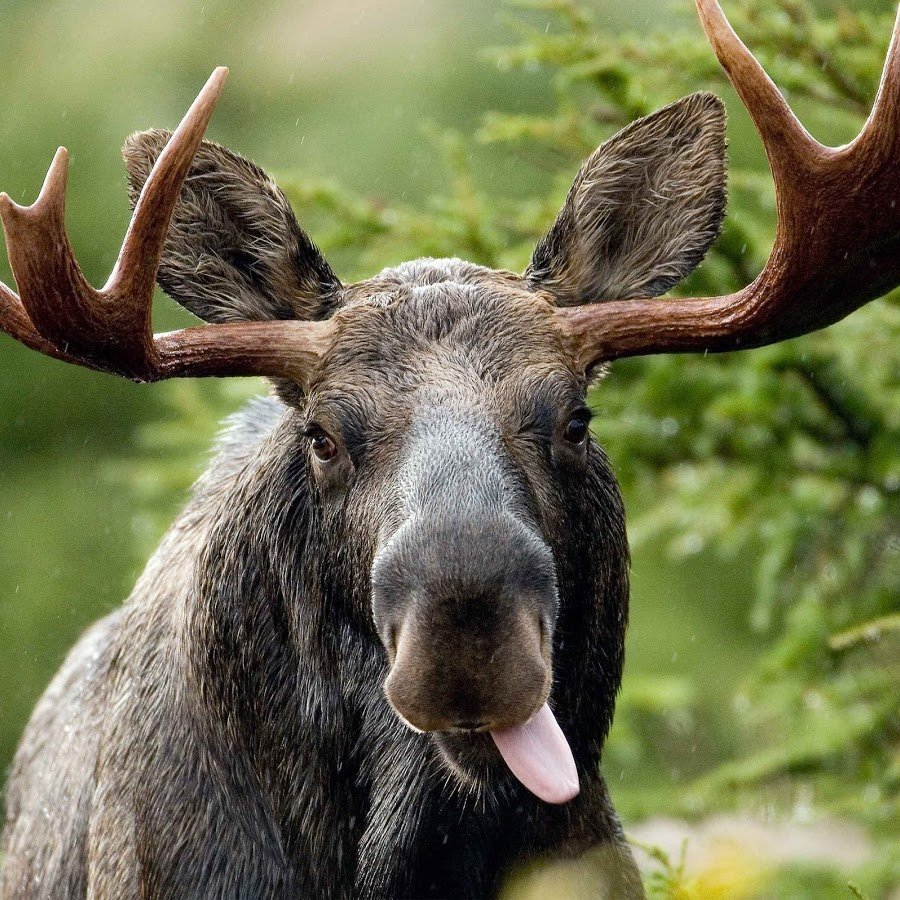 Европейский Лось