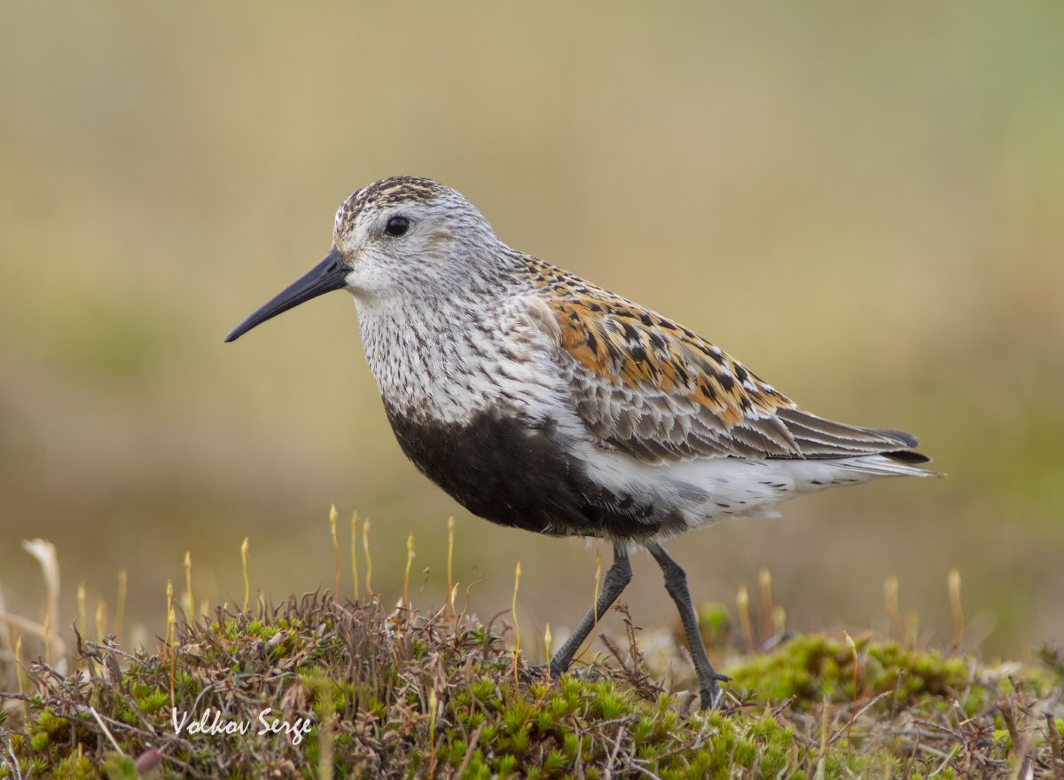 Мелкий Кулик