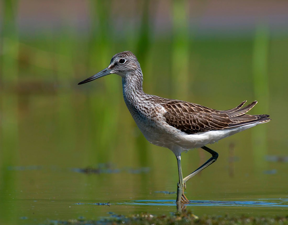 Полевой Чибис
