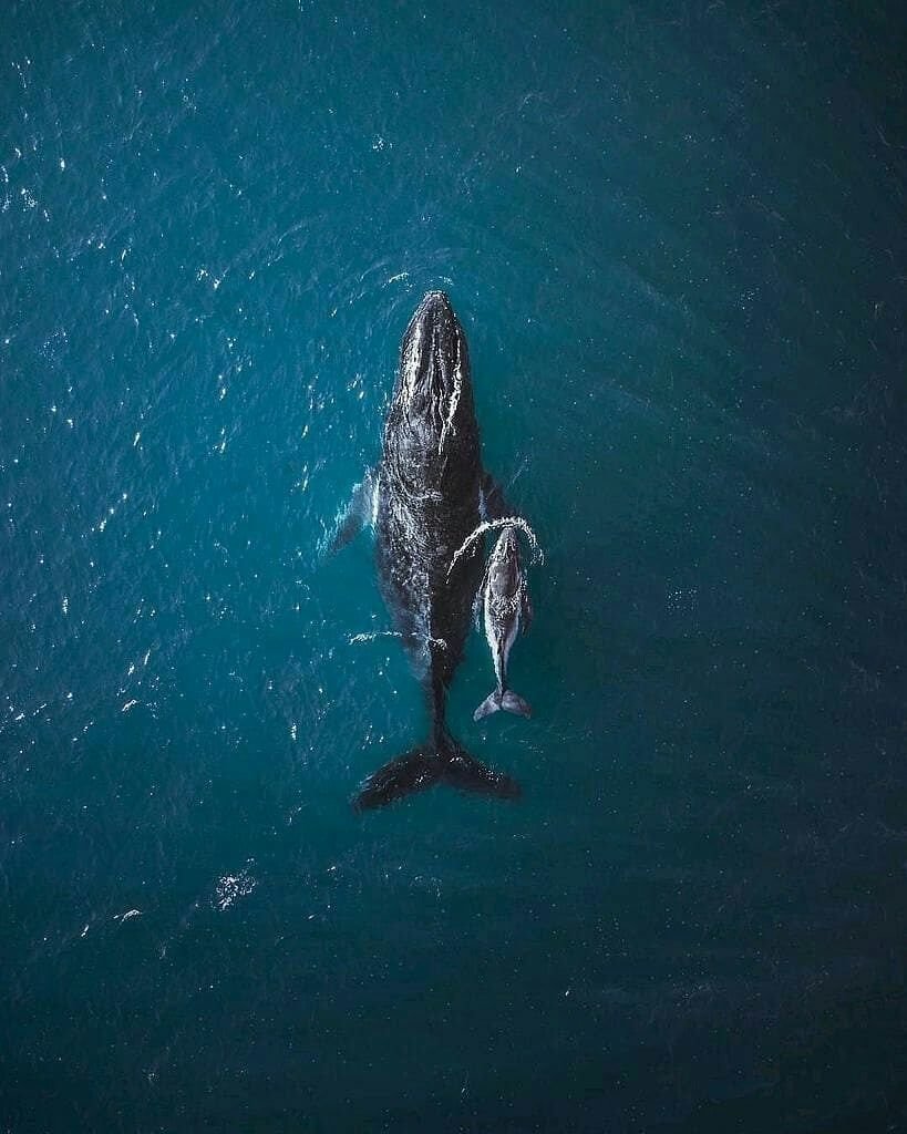 Кит вид сверху