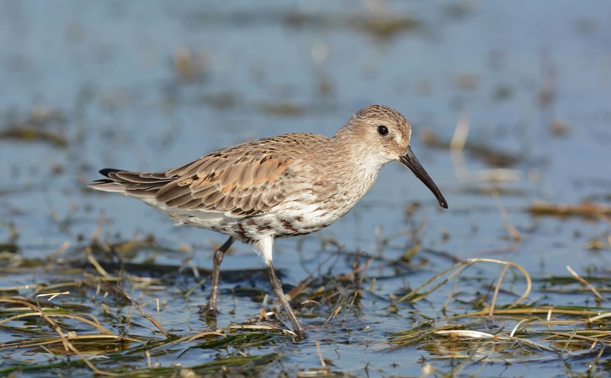 Кулик болотный