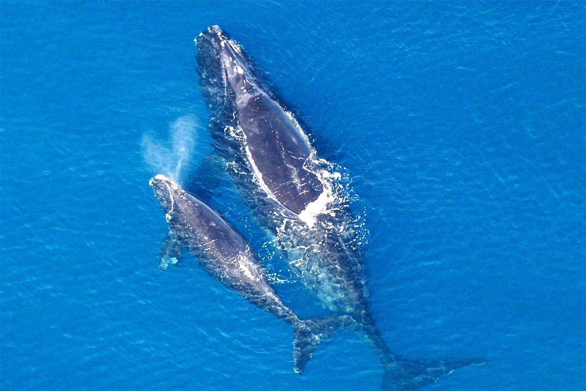 Кит со спутника