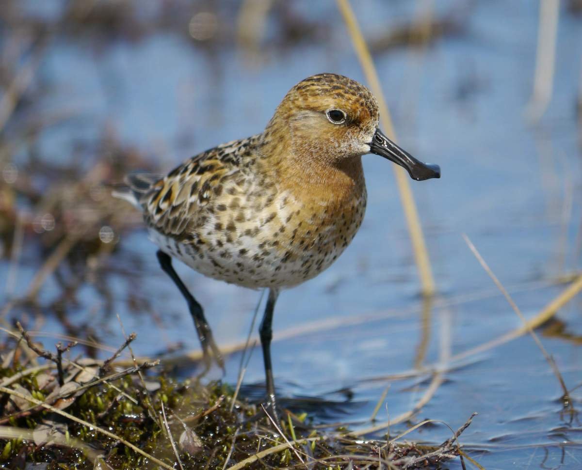 Кулик птица птенец