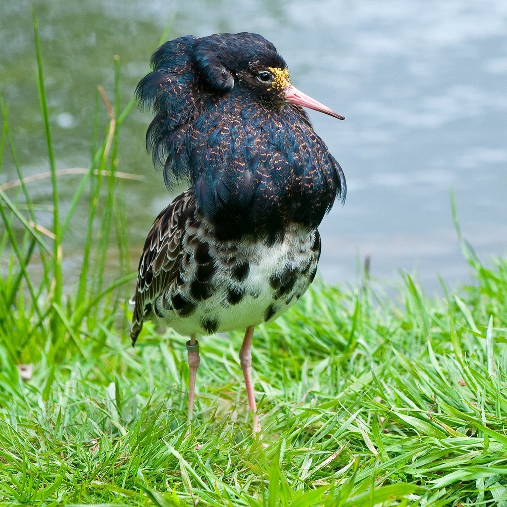 Средний кроншнеп (Numenius phaeopus)