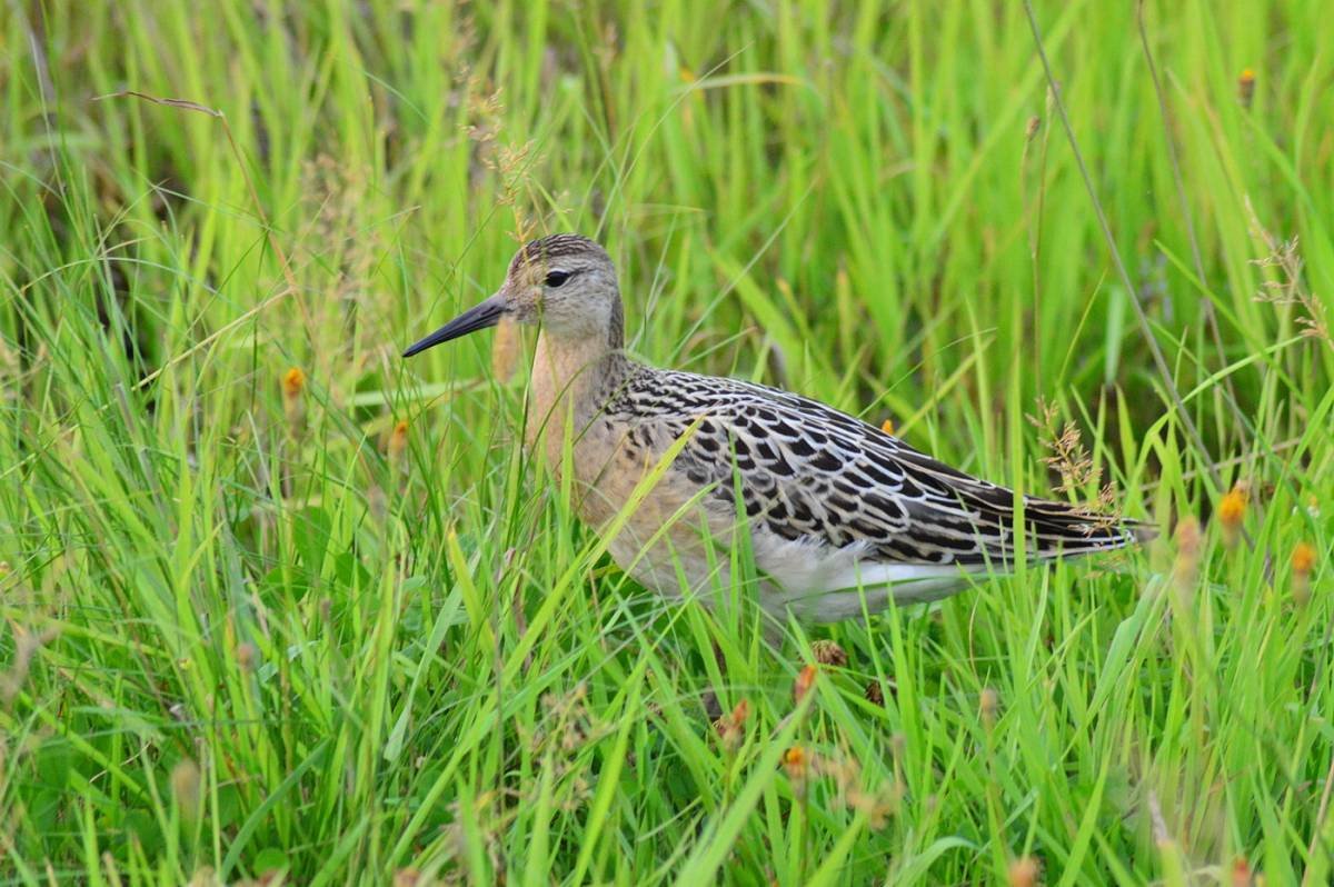 Болотный Кулик турухтан