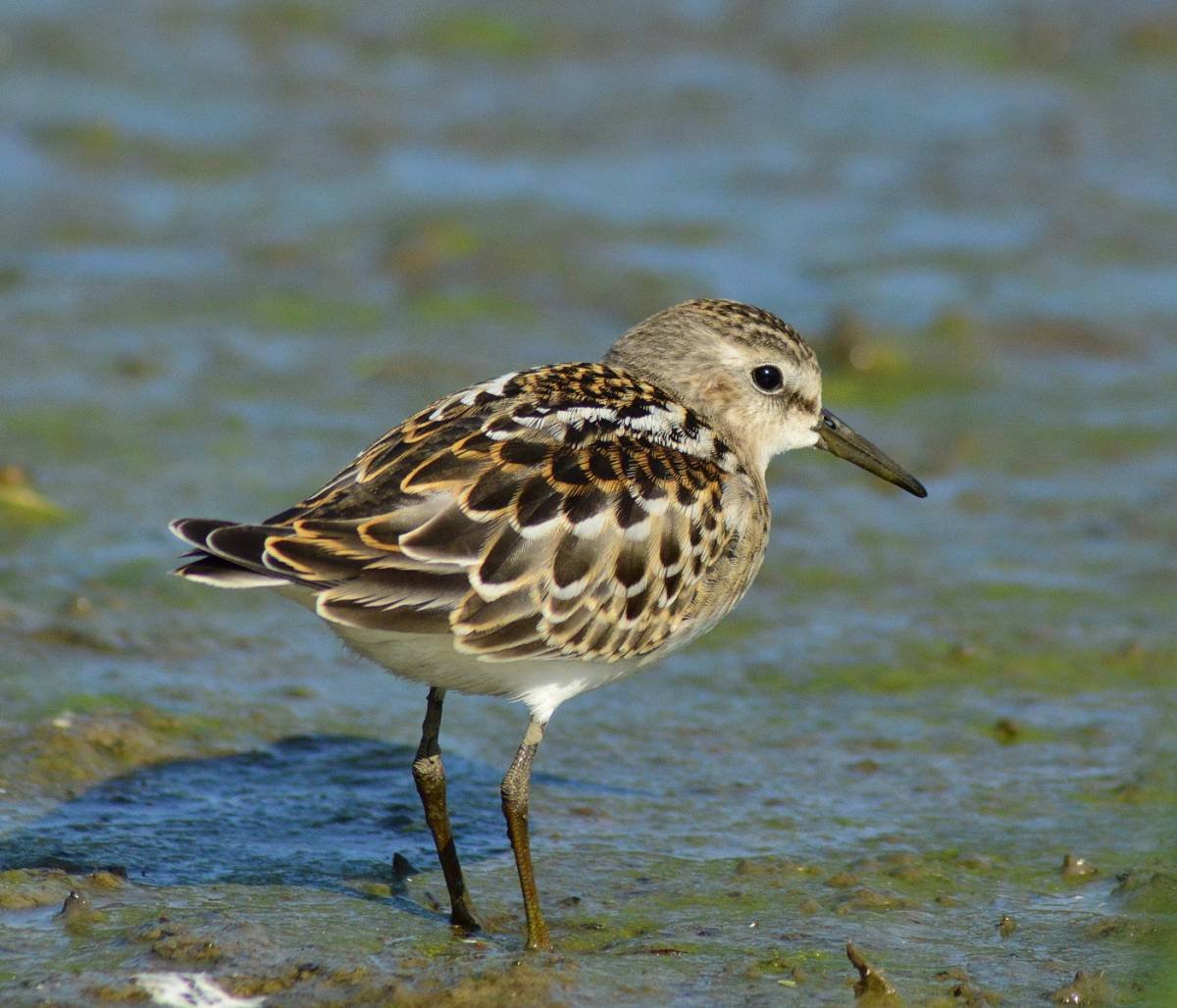 Кулик Воробей