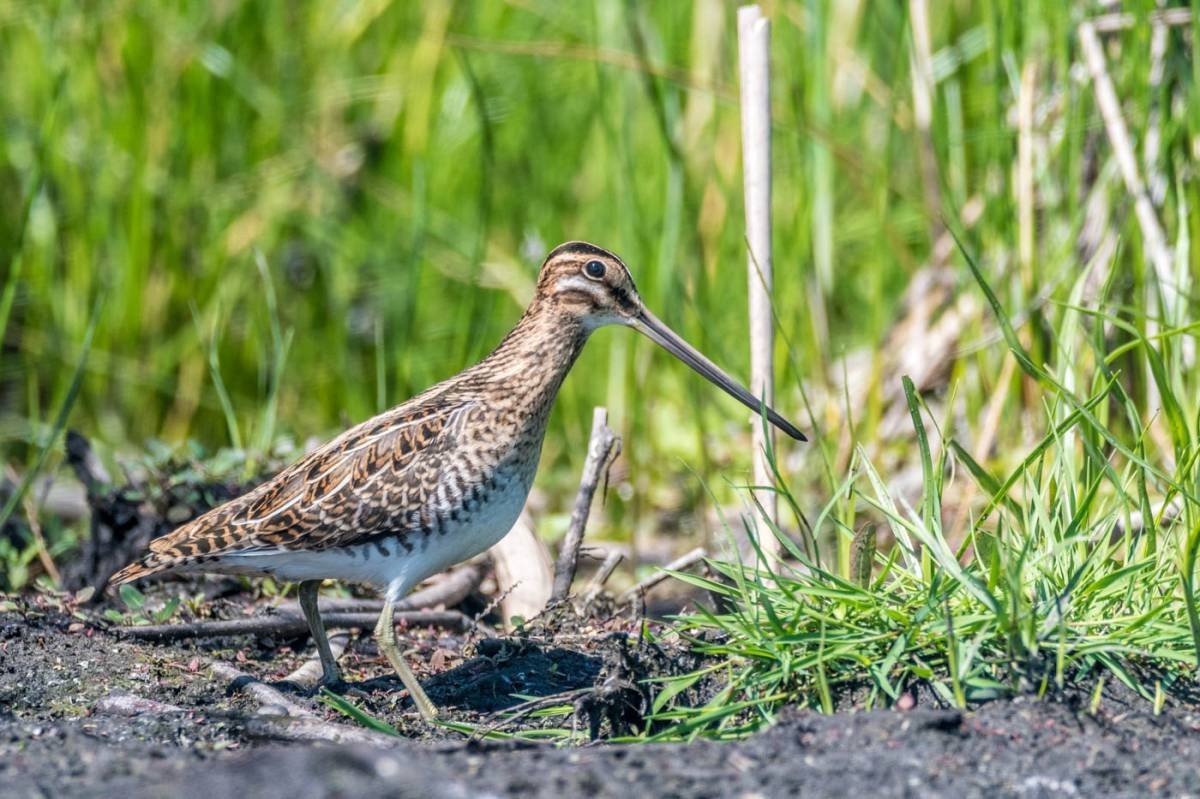 Кулик птица Болотная