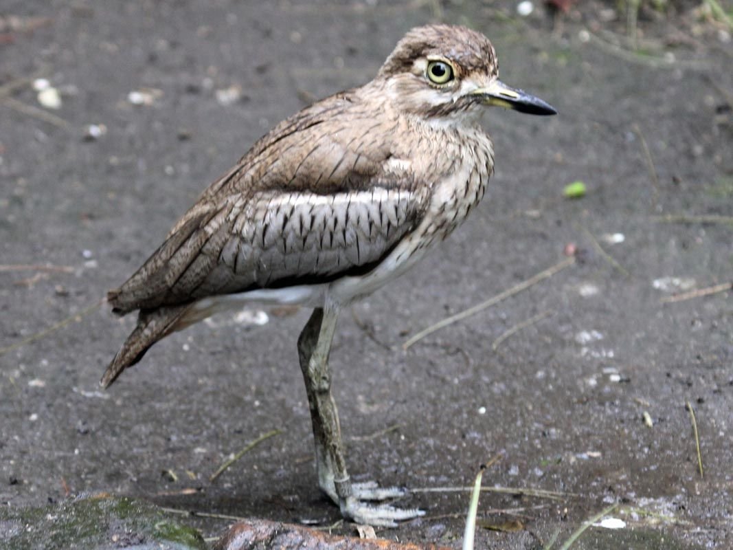 Burhinus vermiculatus