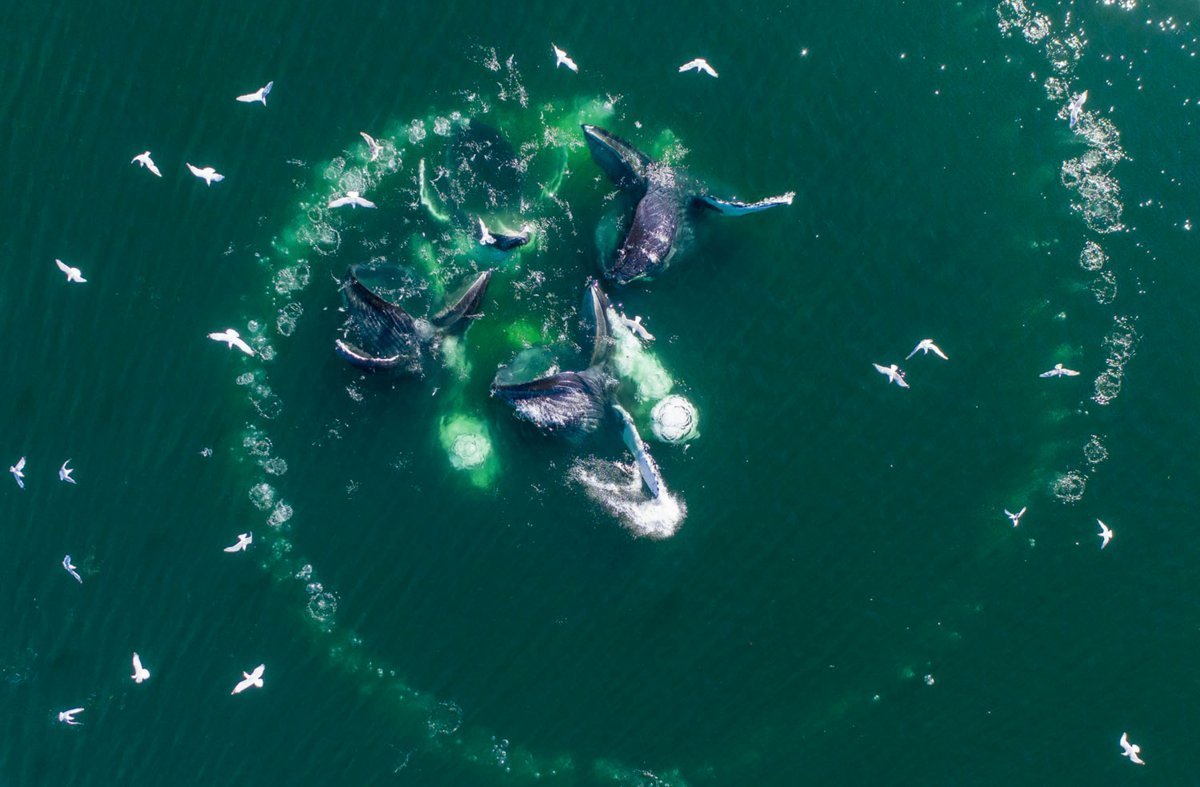 Дайвинг с китами