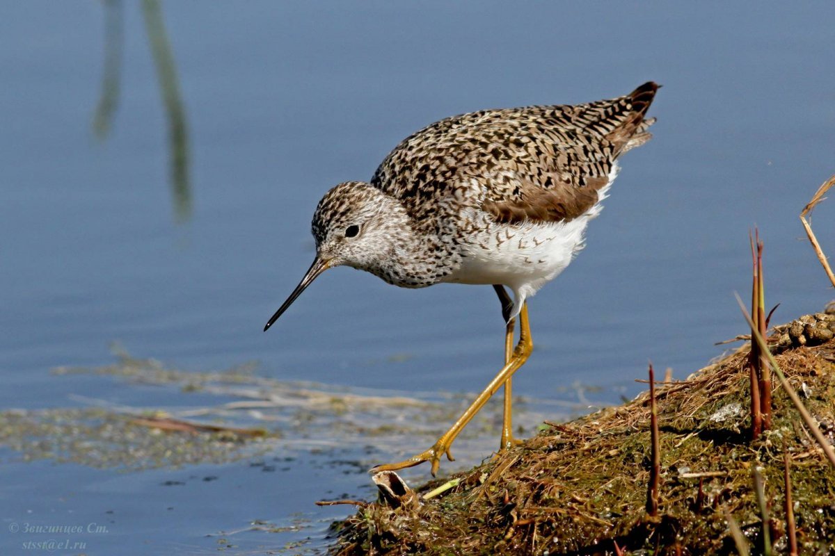 Болотный Кулик турухтан