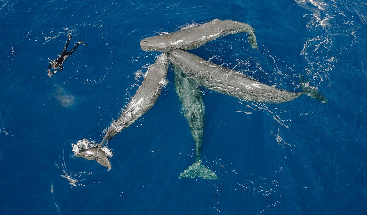 Горбатый кит выпрыгивает