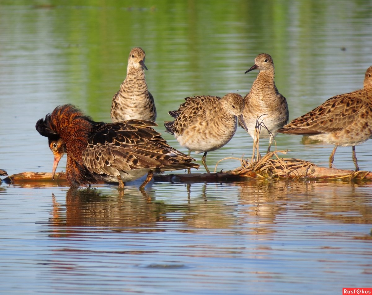Болотный веретенник
