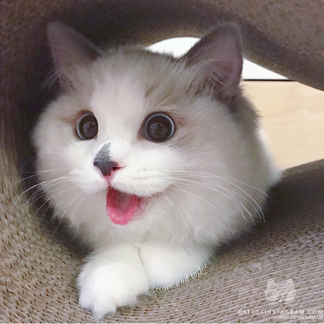 Пикчи с котиками