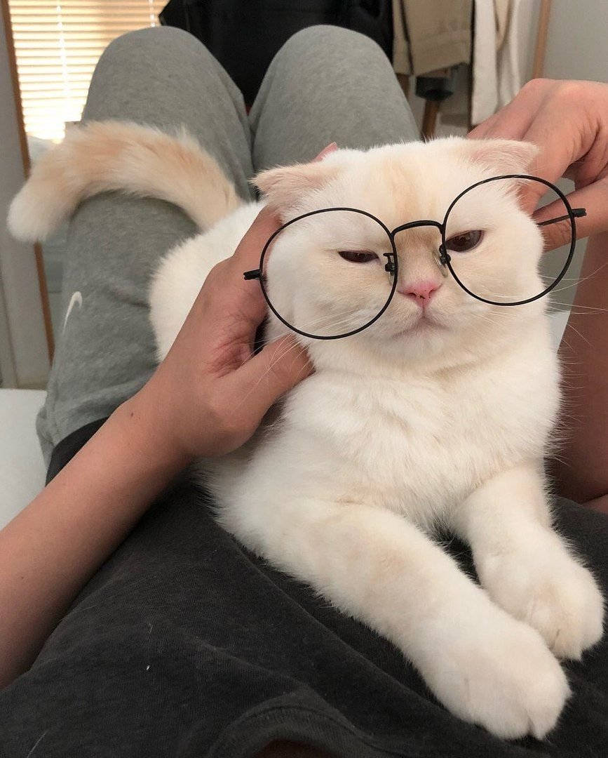 Котик в очках Эстетика